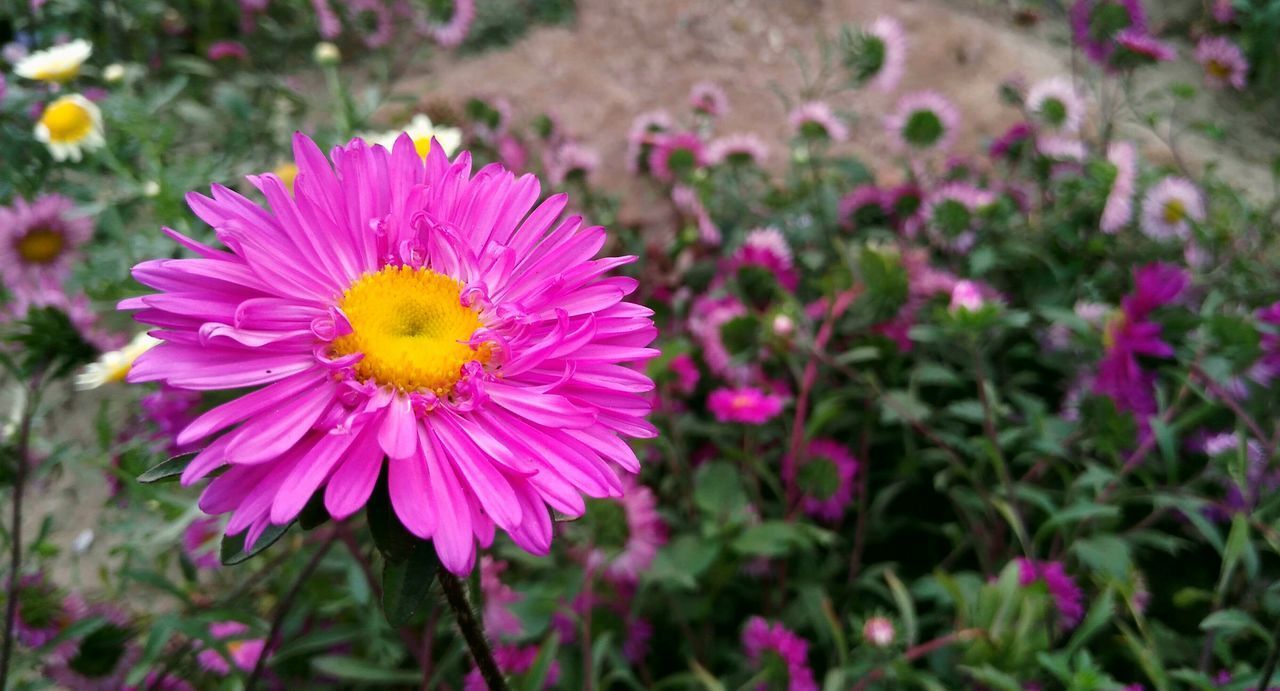 CLOSE-UP OF PINK COSMOS ON PURPLE FLOWER