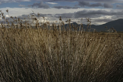 Close-up of plants against sky