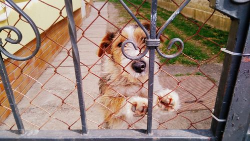 Close-up of chainlink fence in cage