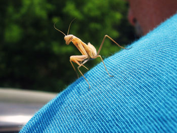 Close-up of praying mantis on shoulder