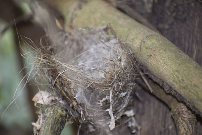 Close-up of dry leaf on tree