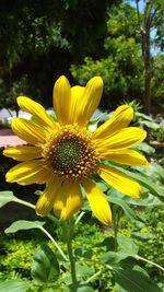 Close-up of yellow flower