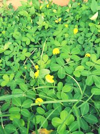 Close-up of yellow flowering plant