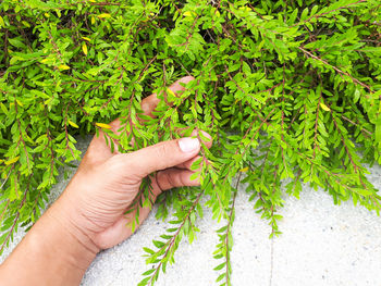 Midsection of person holding plant