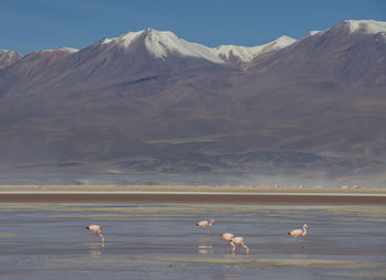 Flamingos in the antofagasta region in chile