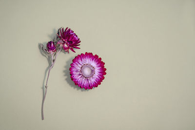 Close-up of pink dry straw flower on light green background