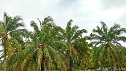 Low angle view of palm trees against sky