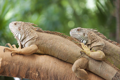 Close-up of lizard on tree