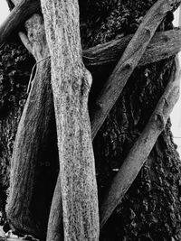 Close-up of lizard on tree trunk