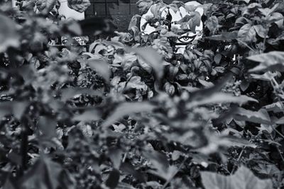 Close-up of flowering plants in city