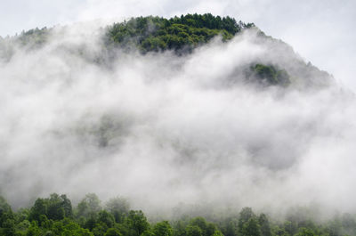 Scenic view of trees in forest against sky