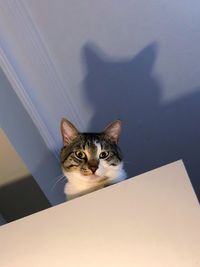 High angle portrait of cat against wall