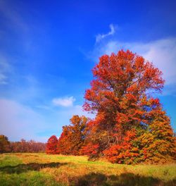 Autumn tree on landscape against sky