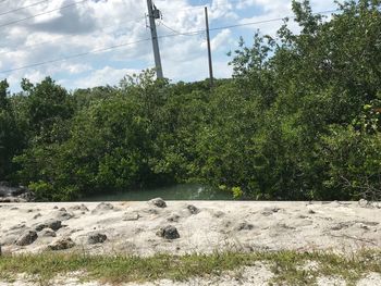 Plants growing on land against sky