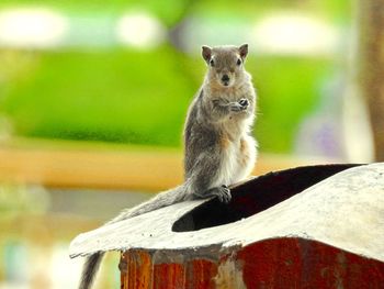 Portrait of squirrel on tree stump