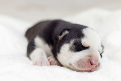 Close-up of dog lying on bed at home