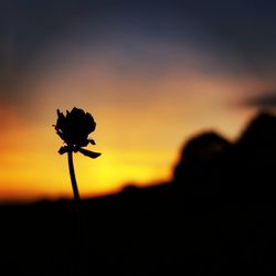 Close-up of silhouette flower on field against sky during sunset