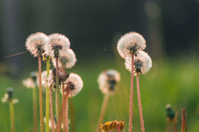 Close-up of flower growing outdoors