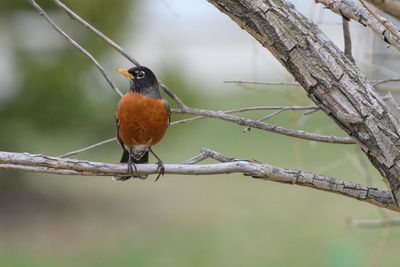 Close-up of bird perching on branch