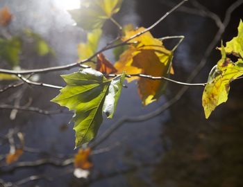 Close-up of maple leaves during autumn