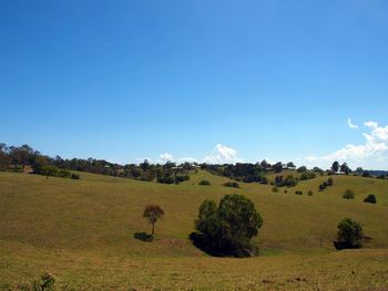 Scenic view of field against clear blue sky