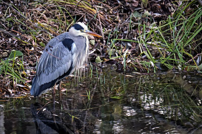 High angle view of gray heron perching on lake