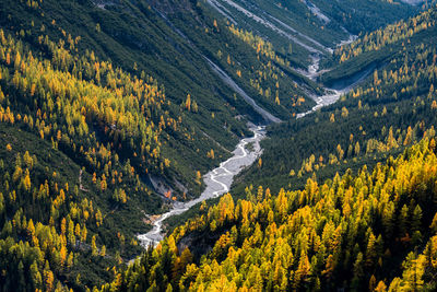 Panoramic view of pine trees in forest