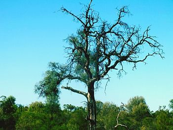 Low angle view of trees against clear blue sky