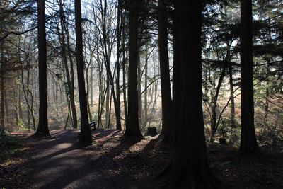 Trees in forest