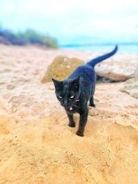 Portrait of black cat on land