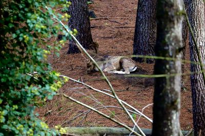 Cat lying on tree trunk in forest