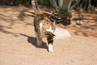 View of a cat on land