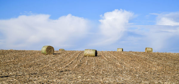 Rolled hay bales in the farm field under blue sky