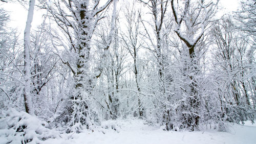 Snow covered trees in forest