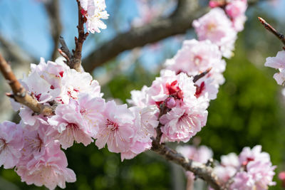 Close-up of pink cherry blossom