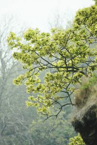 Close-up of flower tree