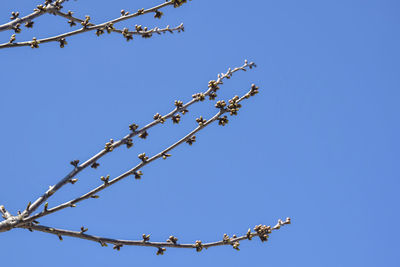 Low angle view of flowering plant against clear blue sky