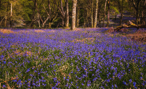 Purple flowering plants on field