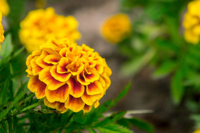 Close-up of yellow flower