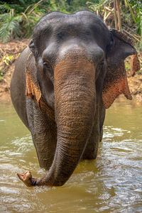 Elephant in a river