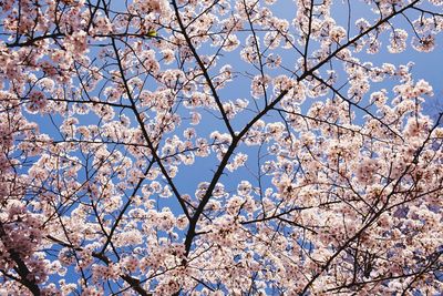 Low angle view of cherry blossom tree