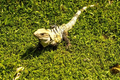 High angle view of lizard on field