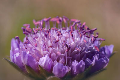 Close-up of purple flowering plant