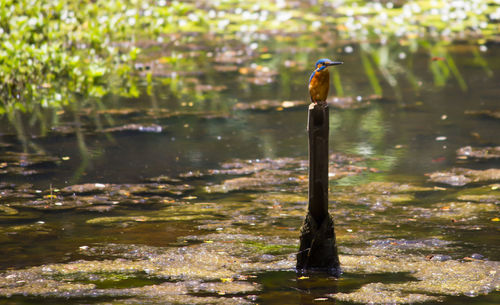 Kingfisher perching on wooden post in lake at sanjay gandhi national park