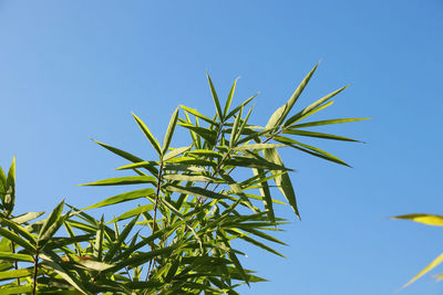 Low angle view of plant against clear blue sky