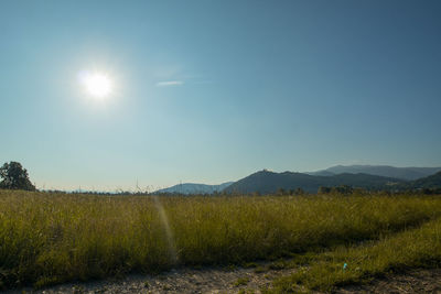 Scenic view of field against clear sky