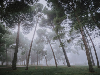 Trees in forest in a foggy morning