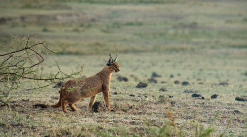 Caracal in a field