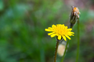 Close-up of bee on yellow flower