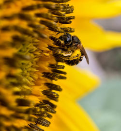 Close-up of bee on yellow flower